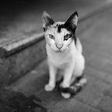 Lonely cat at street