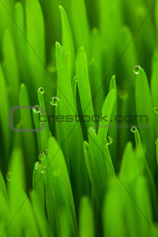 Fresh Spring Green grass with Drops / vertical 
