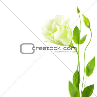 Delicate white Eustoma (Lisiantus) Flower with leaves and buds 