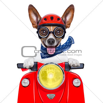 crazy silly motorbike dog