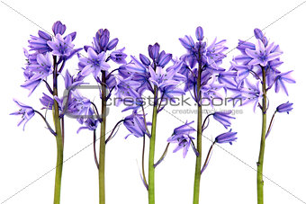 Bluebell Flowers