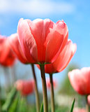Beautiful spring tulips on blue sky