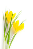 Beautiful Yellow Spring Flowers isolated  / Crocus