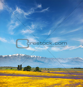 Beautiful colors in Mountain valley / yellow and purple flowers