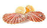 great scallop