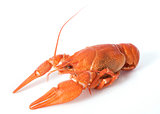 river crayfish