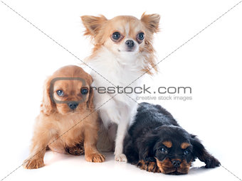 puppies cavalier king charles and chihuahua