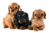 puppies cavalier king charles