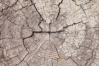 Driftwood Tree Rings With Cracks