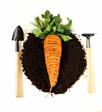 concept of natural and organic foods - carrots and greens on the ground