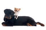 puppy rottweiler and rottweiler