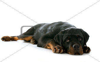puppy rottweiler