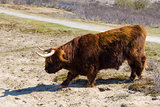 Cattle scottish Highlanders, Zuid Kennemerland, Netherlands