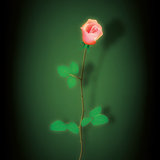 abstract dark background with red rose on green