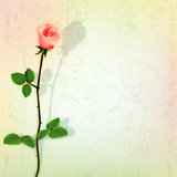 abstract dark background with red rose on green