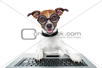 silly computer dog