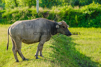 Thai buffalo