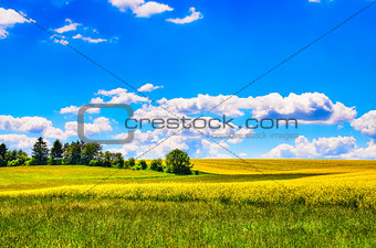 Field of yellow flowers with and green meadow