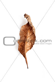 Brown dry leaf in the ground on white background