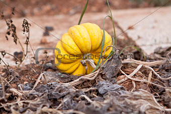 fresh orange yellow pumpkin in garden outdoor