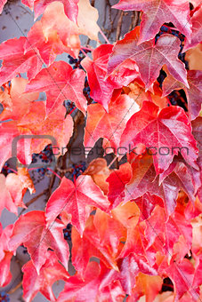red and orange leaves in autumn 