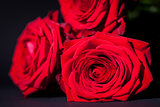 beautiful red rose flower on black background