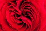 Beautiful fragrant red rose for Love