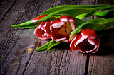 Red-White Tulips