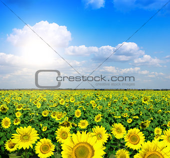 yellow field of sunflowers