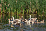 domestic geese on the lake