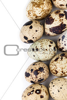 Quail eggs border