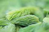 Spruce sprouts background
