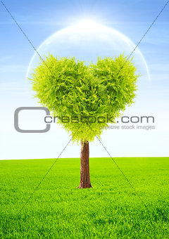 Heart shape tree
