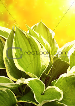 Green leaves of a hosta
