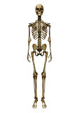 Male Skeleton