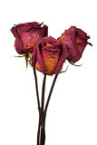 three dried roses on white