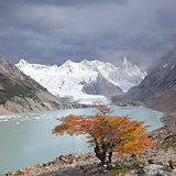 Small tree by laguna Torre.