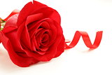red beautiful rose with a festive ribbon on white background