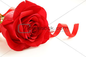 red beautiful rose with a festive ribbon on white background