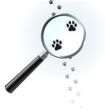 Paw footprints under magnifying glass