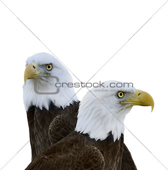  American Bald Eagles