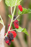 Mulberry on tree is Berry fruit in nature