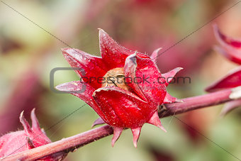 The roselle (Hibiscus sabdariffa)