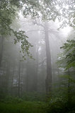 mist in the beech forest