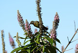 juvenile male Fire-tailed Sunbird (Aethopyga ignicauda)