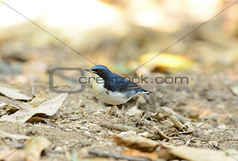 male Siberian Blue Robin (Luscinia cyane)