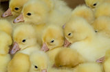group of ducklings