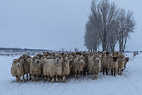 flock of sheep in winter