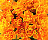 Background of yellow roses