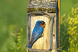 Eastern Bluebird Feeding